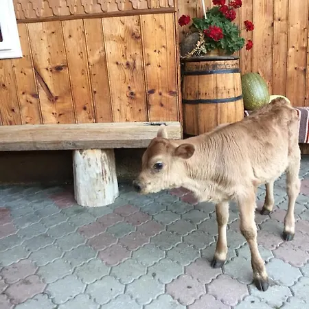 Pensiunea Agroturistica Casa Colinita Vakantieboerderij Vatra Moldoviţei