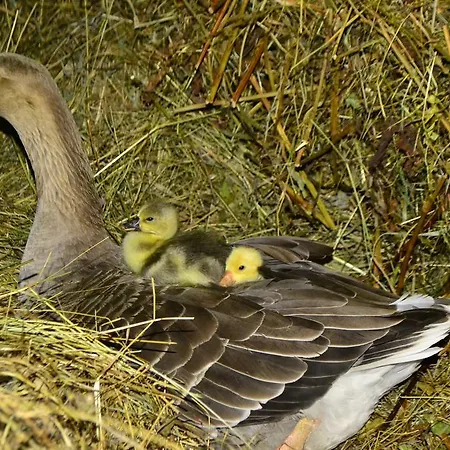 Vakantieboerderij Pensiunea Agroturistica Casa Colinita *