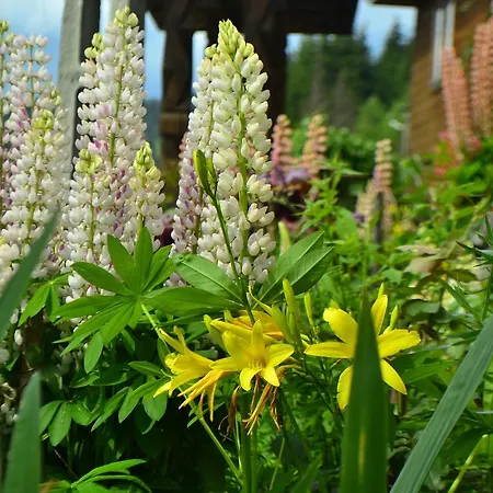 Vakantieboerderij Pensiunea Agroturistica Casa Colinita *